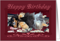 Birthday, general, Pomeranian relaxing on her back on burgundy card