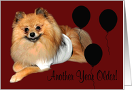 Birthday, age humor, Pomeranian with black balloons on dark burgundy card