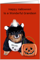 Halloween to Grandson, Pomeranian In Skunk Costume, dark orange card