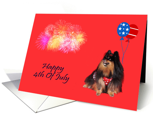 4th Of July, general, Pomeranian watching fireworks,... (820445)