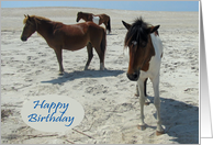 Birthday, general, Wild Horses on a white beach against a blue sky card