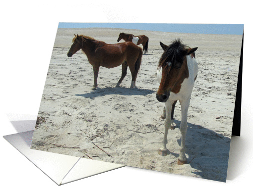 Blank Note Card, All Occasion, Wild Horses on a white... (826070)