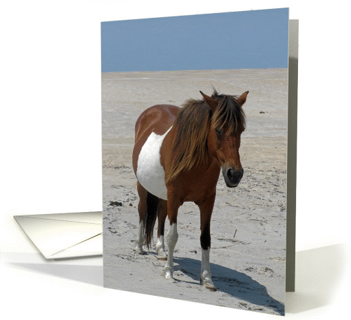Blank Note Card, All Occasion, Wild Horse on a white... (826072)