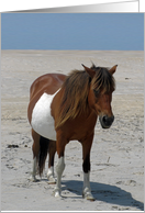 Blank Note Card, All Occasion, Wild Horse on a white beach, blue sky card