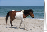 Blank Note Card, All Occasion, A wild Horse on a sandy white beach card