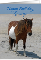 Birthday For Grandpa, Wild Horse on a white beach against a blue sky card