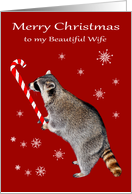 Christmas to Wife, Raccoon licking a big red and white candy cane card