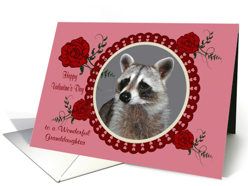 Valentine's Day to Granddaughter, Raccoon in a heart frame... (885480)