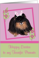 Easter to Parents, Pomeranian with bunny ears, butterfly, flower card