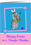Easter to Brother, Raccoon with bunny ears, pink flower frame on blue card