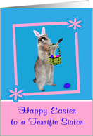 Easter to Sister, Raccoon with bunny ears, pink flower frame on blue card