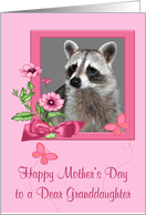 Mother’s Day to Granddaughter Portrait of a Raccoon in a Flower Frame card