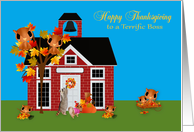 Thanksgiving to Boss, Raccoon and Pomeranian with owls on blue card