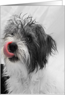 Birthday Cake for me? Terrier Mix Dog Licking Lips card