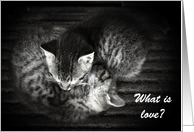 What is Love - Like a Sister to Me, Cuddly Kittens card
