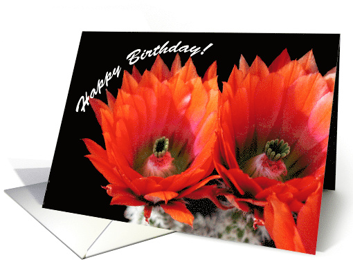 Happy Birthday, Cactus Flowers card (659334)