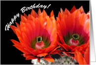 Happy Birthday, Cactus Flowers card