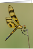 Halloween Pennant Dragonfly - Blank Note Card
