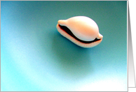 White Shell On Blue card