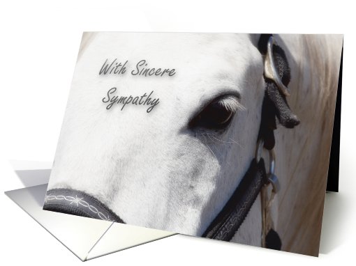 White Horse Close Up~Sympathy card (644594)