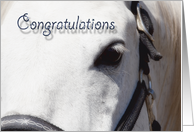 White Horse Close Up~Congratulations card