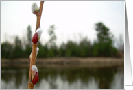 Pussy Willow Blooms, Mississippi River Photography card