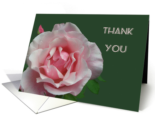 Thank you, pink full blown rose and bud, with green leaf. card