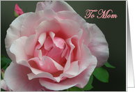 To Mom, I miss you,Pink Full Blown Rose and Bud with Green Leaf card