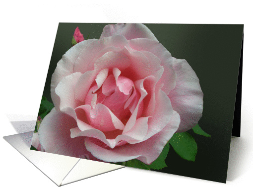 Pink Full Blown Rose and Bud with Green Leaf card (1342698)