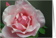 Pink Full Blown Rose and Bud with Green Leaf card