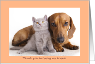 Thank you for friendship,tan dachshund and grey fluffy kitten.cat card
