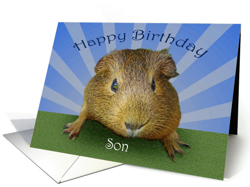 Happy Birthday, guinea pig, for son card (1417064)