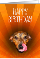 Happy birthday, licking dog.humor card