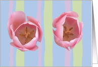Two Pink tulips,on a background of pink, pale blue, and green stripes card