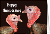 Happy Anniversary,Gay, two turkey gobblers. humor. card