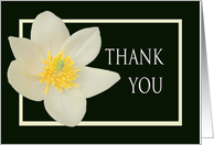 Thank you, Magnolia Carpentaria. card