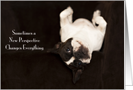 Funny French Bulldog Encouragement Card