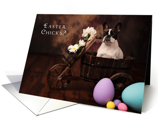 What Easter Chicks? card (908760)