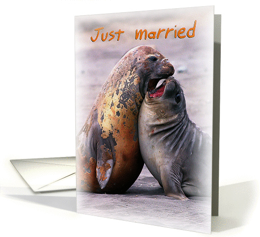 Just married, two funny seals card (1282332)