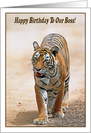 Happy Birthday To Our Boss, Bengal tiger card
