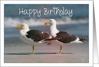 Happy Birthday, two gulls card