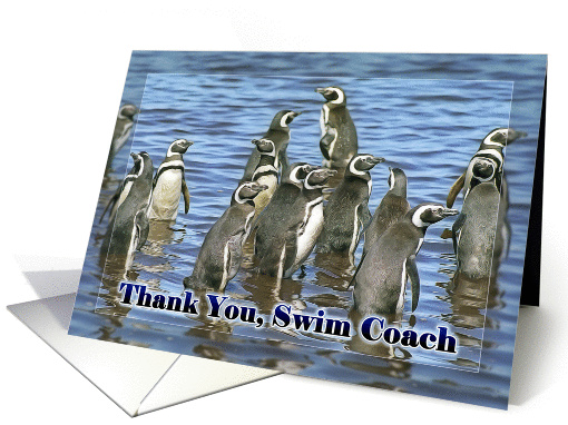 Thank You Swim Coach, Group of penguins in water card (1365054)