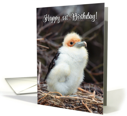 Happy 1st Birthday, funny chick in nest card (1366382)