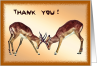 Fighting animals Thank you card