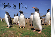Bithday party, Penguins looking up card