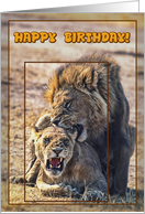 Lions Happy birthday Card