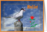Hello,Seagull morning song, Card
