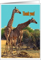 Thank you greeting card, Two african giraffe card