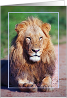 Male lion card