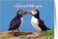 Friendship greeting card, two funny puffins card